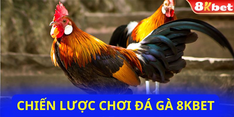 Chiến lược chơi đá gà 8Kbet hiệu quả